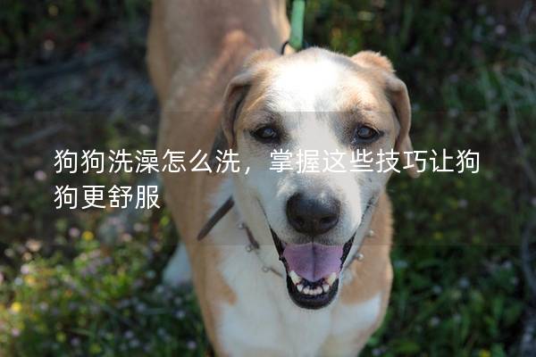 狗狗洗澡怎么洗，掌握這些技巧讓狗狗更舒服