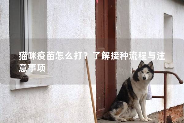 貓咪疫苗怎么打？了解接種流程與注意事項