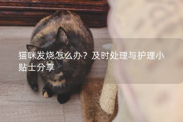 貓咪發(fā)燒怎么辦?及時處理與護理小貼士分享