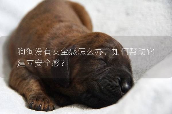 狗狗沒(méi)有安全感怎么辦，如何幫助它建立安全感？