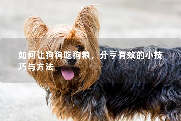 如何讓狗狗吃狗糧，分享有效的小技巧與方法