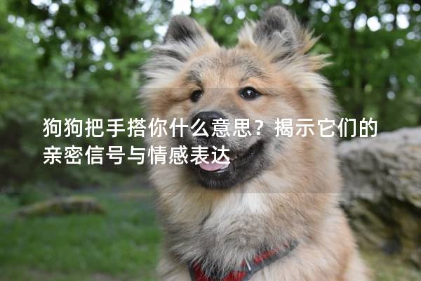 狗狗把手搭你什么意思？揭示它們的親密信號與情感表達