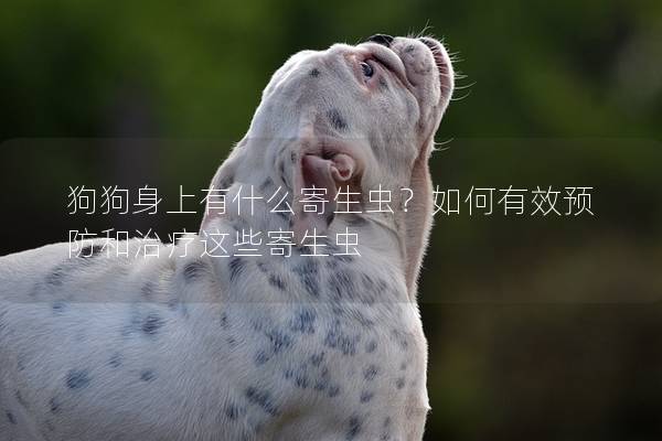 狗狗身上有什么寄生蟲？如何有效預防和治療這些寄生蟲