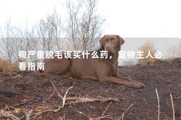 狗嚴(yán)重脫毛該買什么藥,寵物主人必看指南 狗嚴(yán)重脫毛該買什么藥,寵物主人必看指南