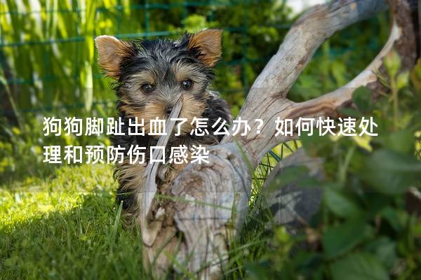 狗狗腳趾出血了怎么辦？如何快速處理和預(yù)防傷口感染