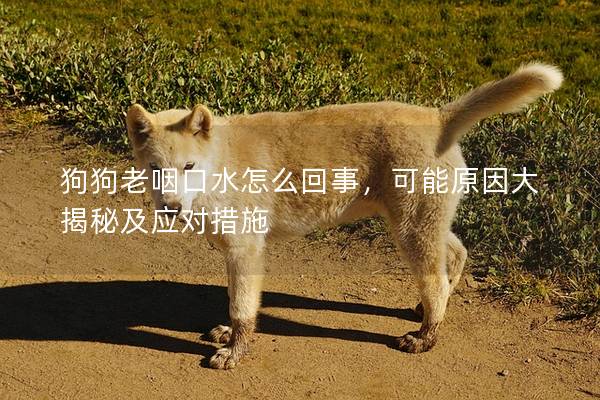 狗狗老咽口水怎么回事，可能原因大揭秘及應對措施