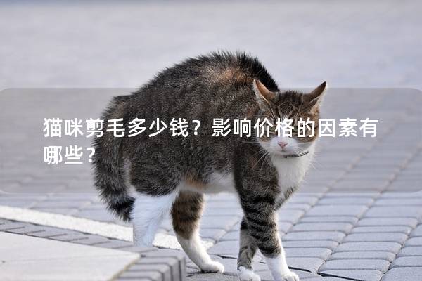 貓咪剪毛多少錢？影響價格的因素有哪些？