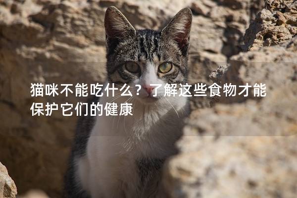 貓咪不能吃什么？了解這些食物才能保護(hù)它們的健康