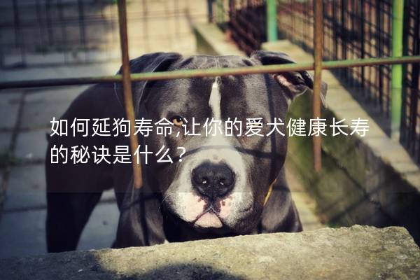 如何延狗壽命,讓你的愛犬健康長壽的秘訣是什么？