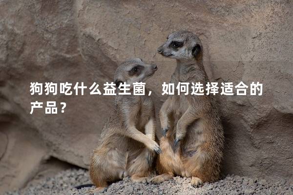 狗狗吃什么益生菌，如何選擇適合的產(chǎn)品？