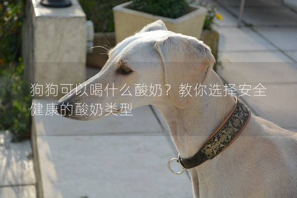 狗狗可以喝什么酸奶？教你選擇安全健康的酸奶類型