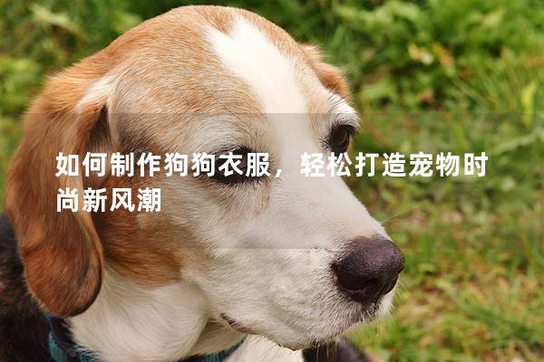 如何制作狗狗衣服，輕松打造寵物時尚新風潮