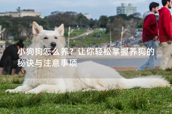 小狗狗怎么養？讓你輕松掌握養狗的秘訣與注意事項