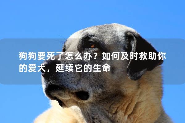 狗狗要死了怎么辦？如何及時救助你的愛犬，延續它的生命