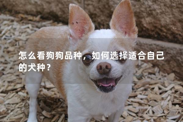 怎么看狗狗品種，如何選擇適合自己的犬種？