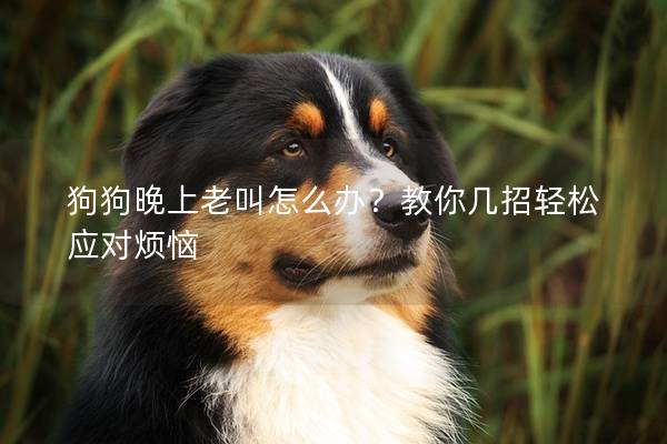 狗狗晚上老叫怎么辦?教你幾招輕松應(yīng)對(duì)煩惱 狗狗晚上老叫怎么辦?教你幾招輕松應(yīng)對(duì)煩惱