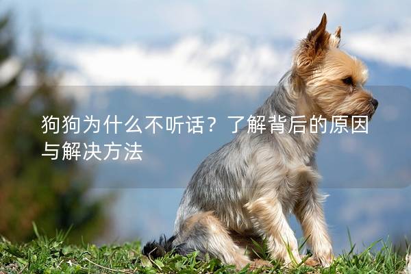 狗狗為什么不聽話？了解背后的原因與解決方法
