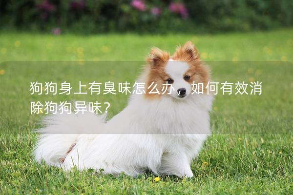 狗狗身上有臭味怎么辦，如何有效消除狗狗異味？