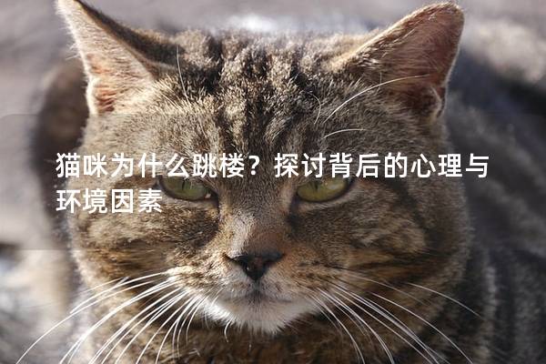 貓咪為什么跳樓?探討背后的心理與環境因素 貓咪為什么跳樓?探討背后的心理與環境因素