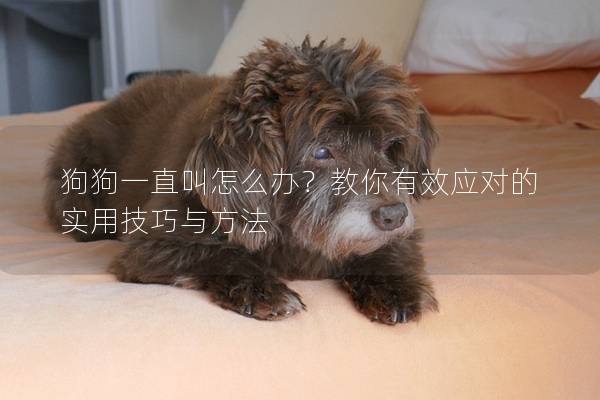 狗狗一直叫怎么辦？教你有效應對的實用技巧與方法