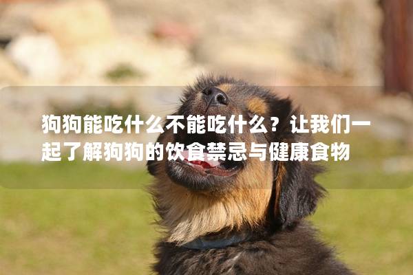 狗狗能吃什么不能吃什么？讓我們一起了解狗狗的飲食禁忌與健康食物