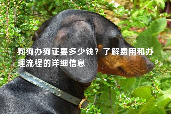 狗狗辦狗證要多少錢?了解費用和辦理流程的詳細信息 狗狗辦狗證要多少錢?了解費用和辦理流程的詳細信息