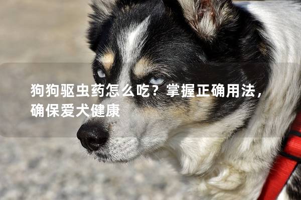 狗狗驅(qū)蟲藥怎么吃？掌握正確用法，確保愛犬健康