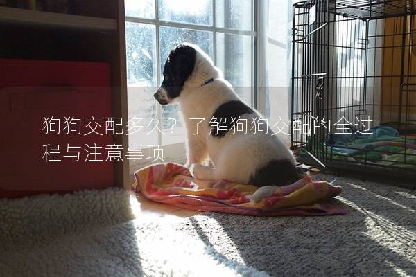 狗狗交配多久？了解狗狗交配的全過程與注意事項(xiàng)
