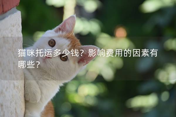 貓咪托運多少錢？影響費用的因素有哪些？