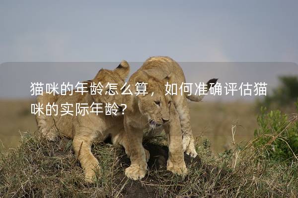 貓咪的年齡怎么算，如何準(zhǔn)確評(píng)估貓咪的實(shí)際年齡？