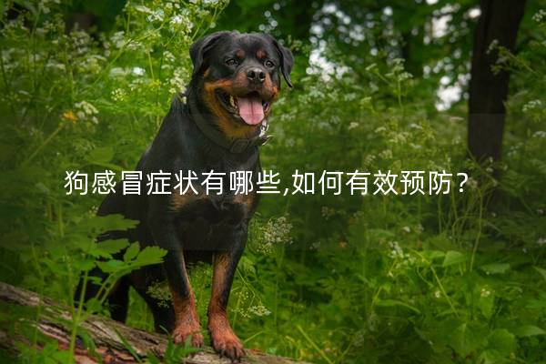 狗感冒癥狀有哪些,如何有效預防？