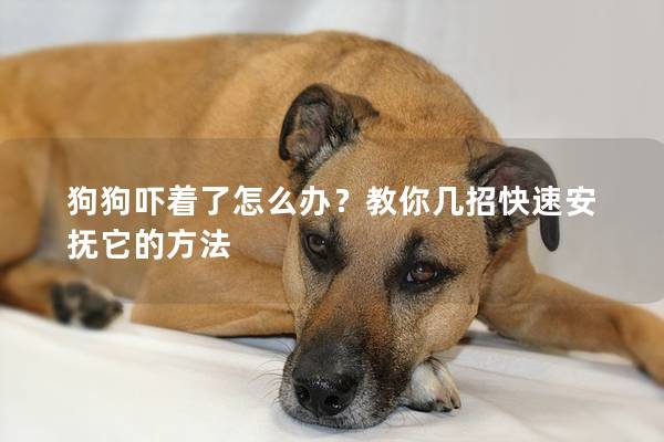 狗狗嚇著了怎么辦？教你幾招快速安撫它的方法
