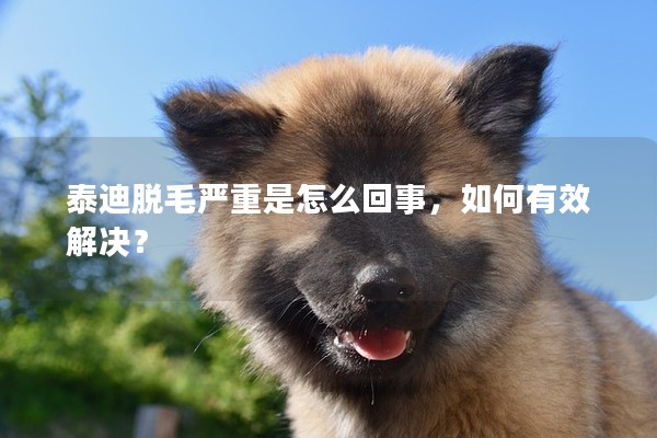 泰迪脫毛嚴重是怎么回事,如何有效解決? 泰迪脫毛嚴重是怎么回事,如何有效解決?