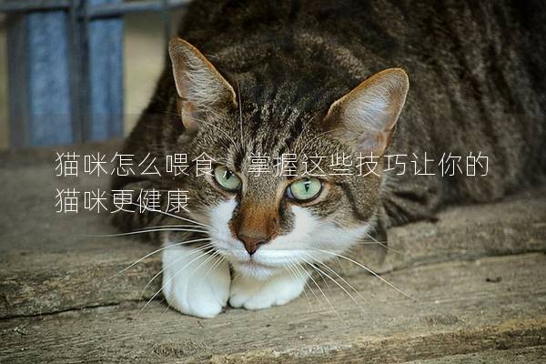 貓咪怎么喂食,掌握這些技巧讓你的貓咪更健康