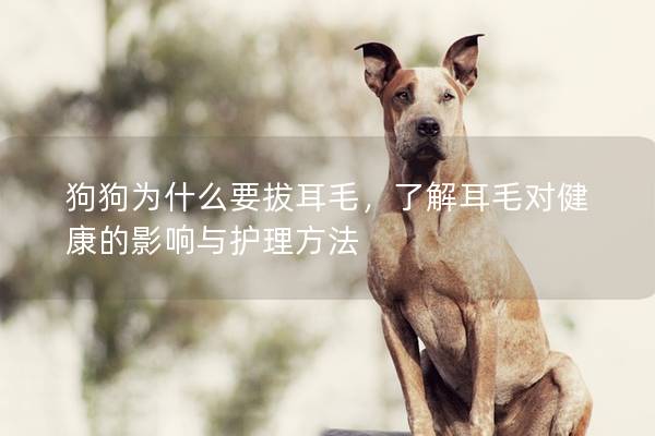 狗狗為什么要拔耳毛，了解耳毛對健康的影響與護理方法