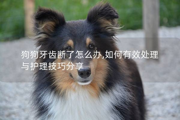 狗狗牙齒斷了怎么辦,如何有效處理與護(hù)理技巧分享