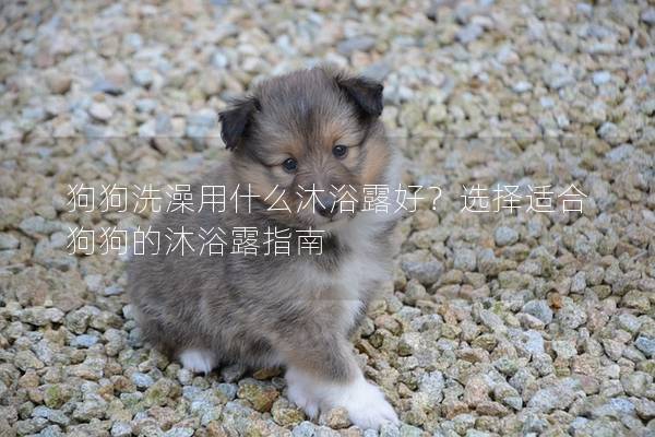 狗狗洗澡用什么沐浴露好？選擇適合狗狗的沐浴露指南