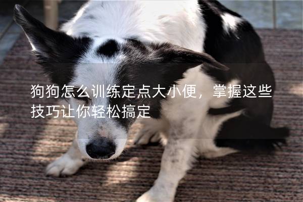狗狗怎么訓練定點大小便，掌握這些技巧讓你輕松搞定