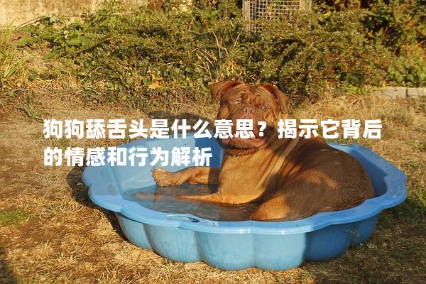 狗狗舔舌頭是什么意思?揭示它背后的情感和行為解析 狗狗舔舌頭是什么意思?揭示它背后的情感和行為解析