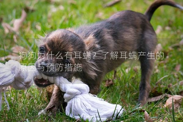 狗狗為什么有耳螨？了解耳螨產生的原因與預防措施