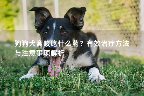 狗狗犬窩咳吃什么藥？有效治療方法與注意事項解析