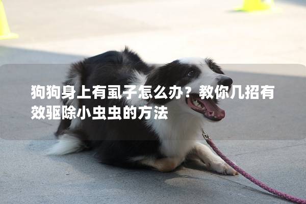 狗狗身上有虱子怎么辦?教你幾招有效驅除小蟲蟲的方法 狗狗身上有虱子怎么辦?教你幾招有效驅除小蟲蟲的方法