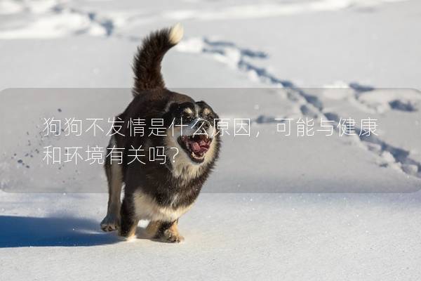 狗狗不發情是什么原因，可能與健康和環境有關嗎？