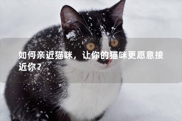 如何親近貓咪，讓你的貓咪更愿意接近你？