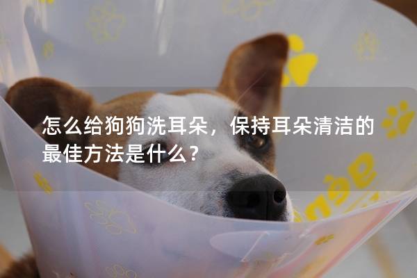 怎么給狗狗洗耳朵，保持耳朵清潔的最佳方法是什么？