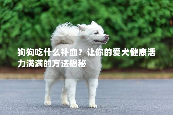 狗狗吃什么補血?讓你的愛犬健康活力滿滿的方法揭秘 狗狗吃什么補血?讓你的愛犬健康活力滿滿的方法揭秘