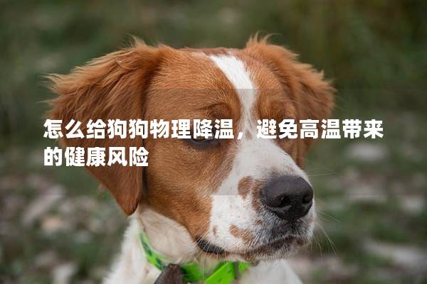 怎么給狗狗物理降溫，避免高溫帶來的健康風險