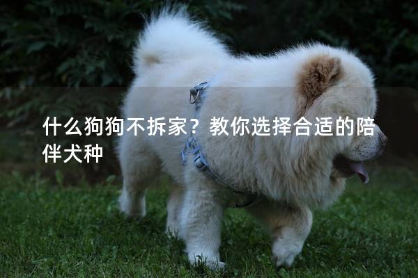 什么狗狗不拆家？教你選擇合適的陪伴犬種