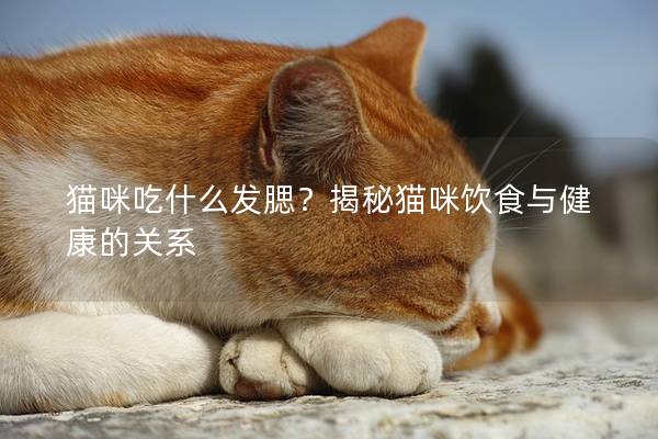 貓咪吃什么發(fā)腮？揭秘貓咪飲食與健康的關(guān)系
