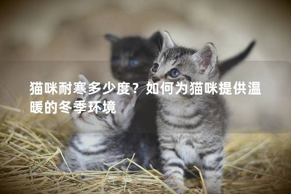 貓咪耐寒多少度？如何為貓咪提供溫暖的冬季環境